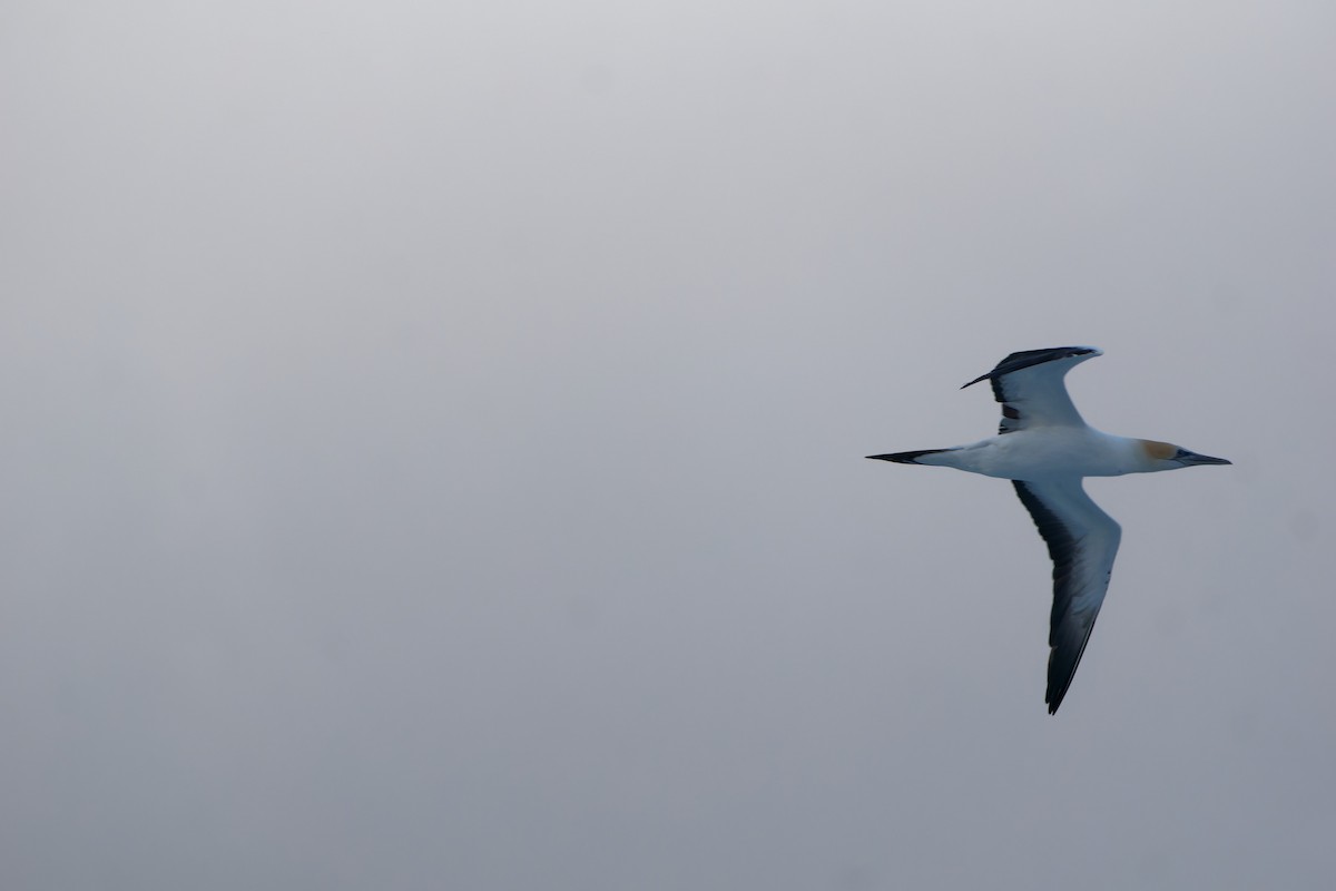 Australasian Gannet - ML620977154