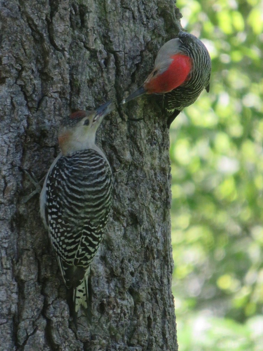 Red-bellied Woodpecker - ML620977167