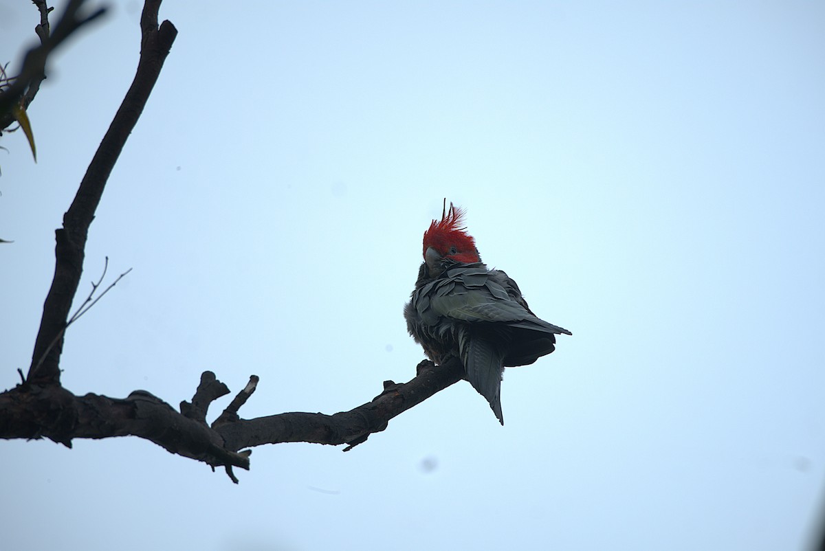 Gang-gang Cockatoo - ML620977169