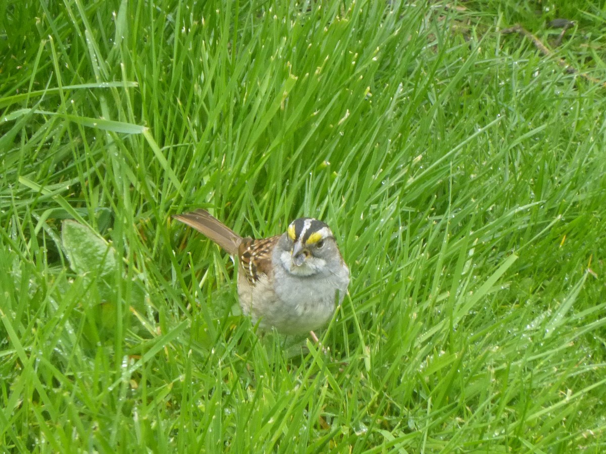 White-throated Sparrow - ML620977174