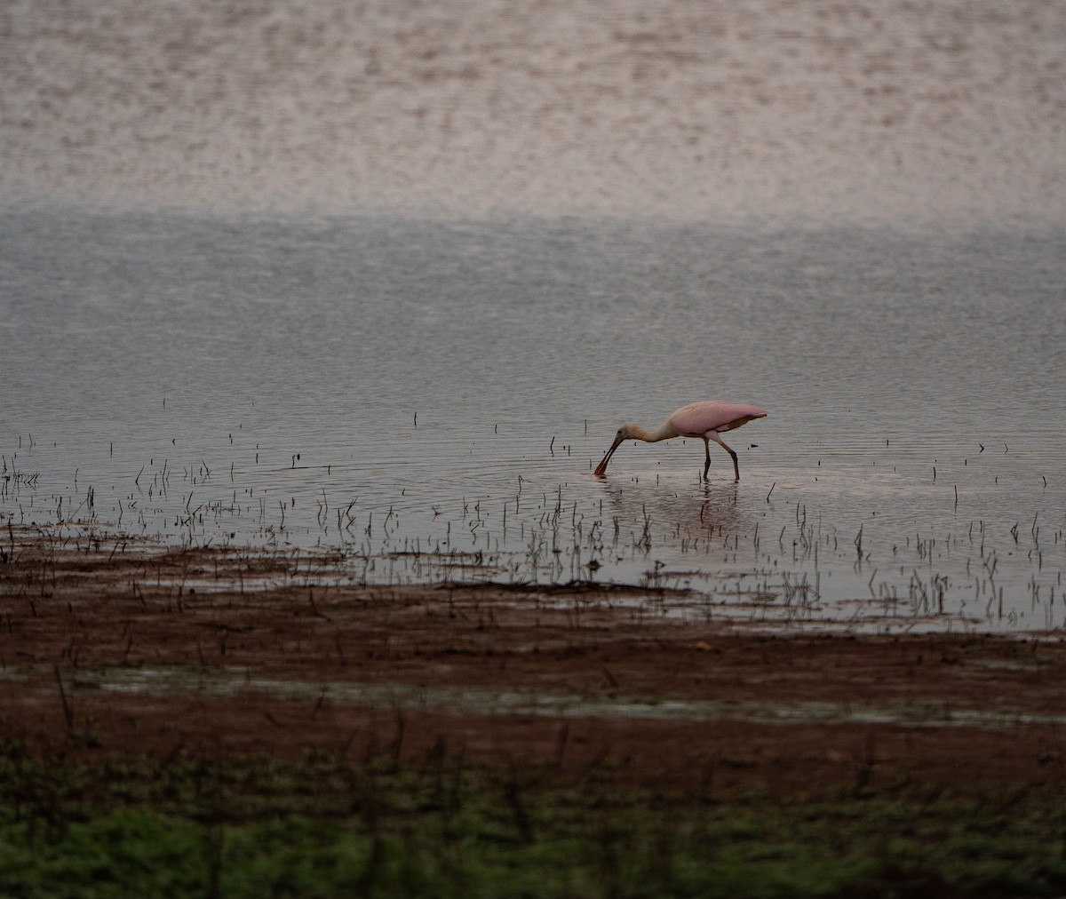 Roseate Spoonbill - ML620977177