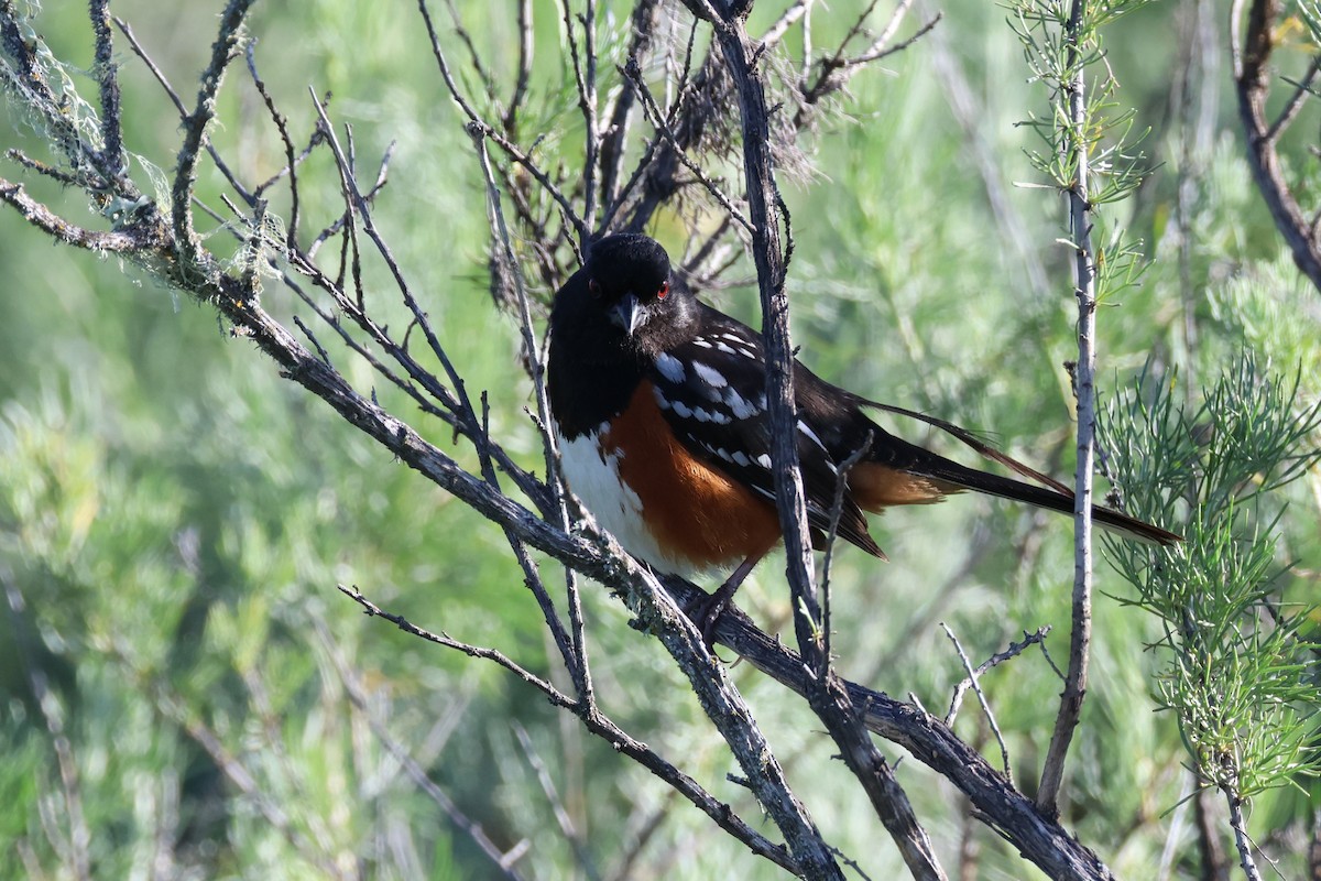 Spotted Towhee - ML620977184
