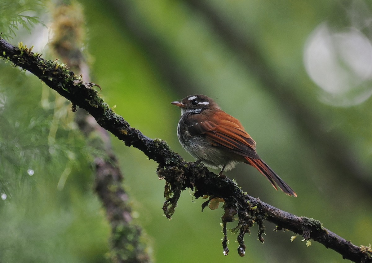 Streak-breasted Fantail - ML620977194