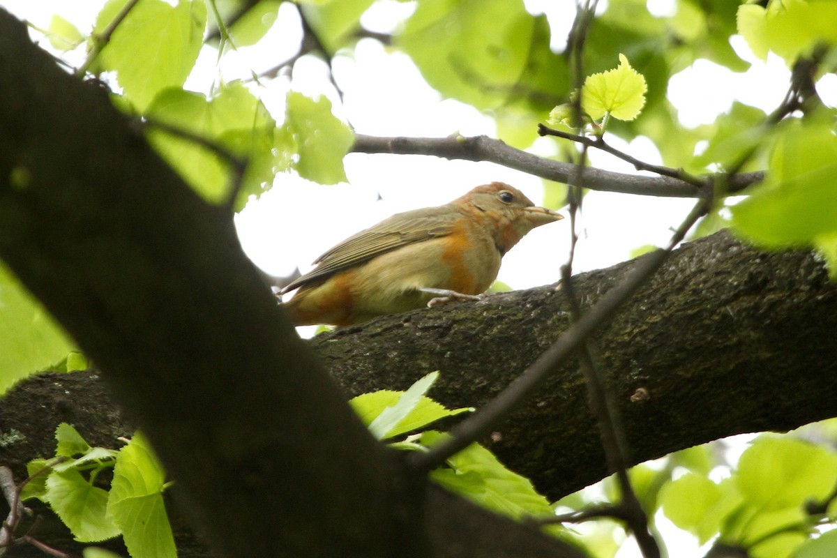 Summer Tanager - ML62097721