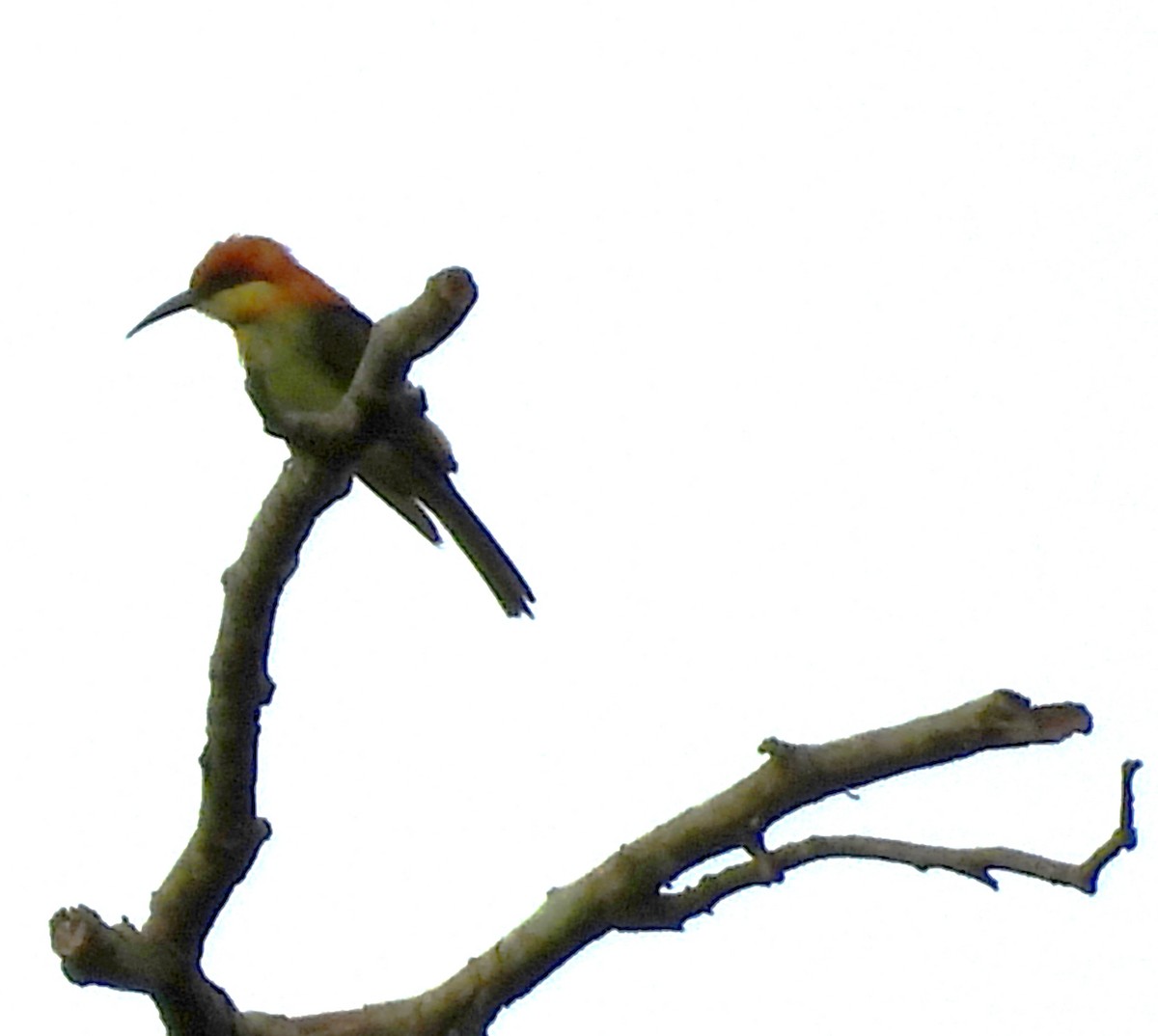 Chestnut-headed Bee-eater - ML620977232