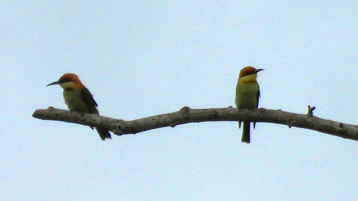 Chestnut-headed Bee-eater - Suchitra S
