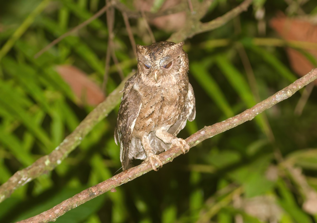 Mentawai Scops-Owl - ML620977235
