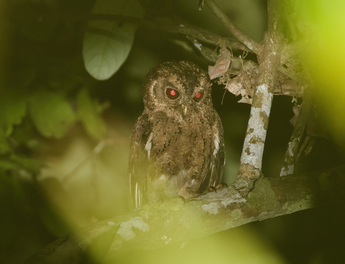 Mentawai Scops-Owl - ML620977237