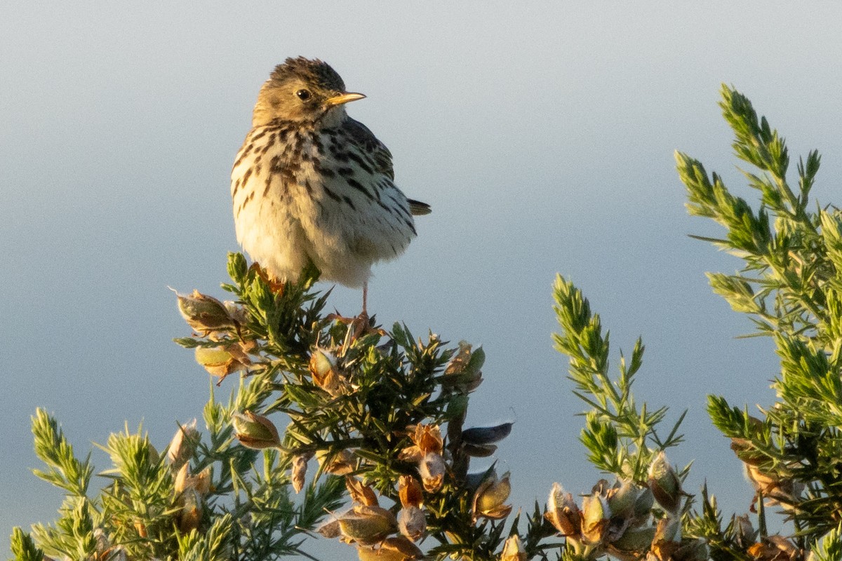 Meadow Pipit - ML620977244