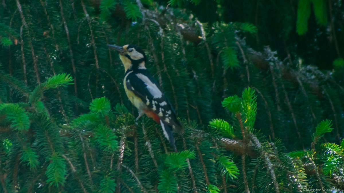 Great Spotted Woodpecker - ML620977263