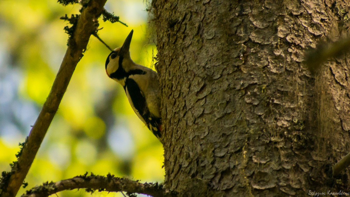 Great Spotted Woodpecker - ML620977264