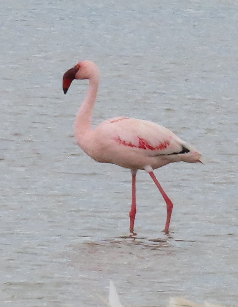 Lesser Flamingo - ML620977292