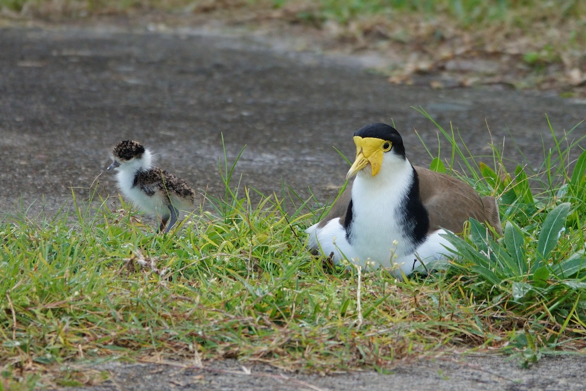 Masked Lapwing - ML620977307