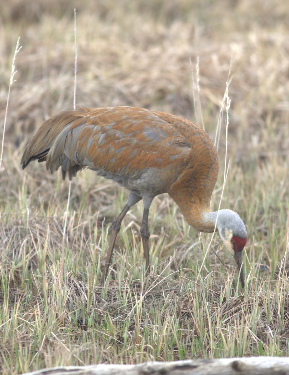 Sandhill Crane - ML620977315