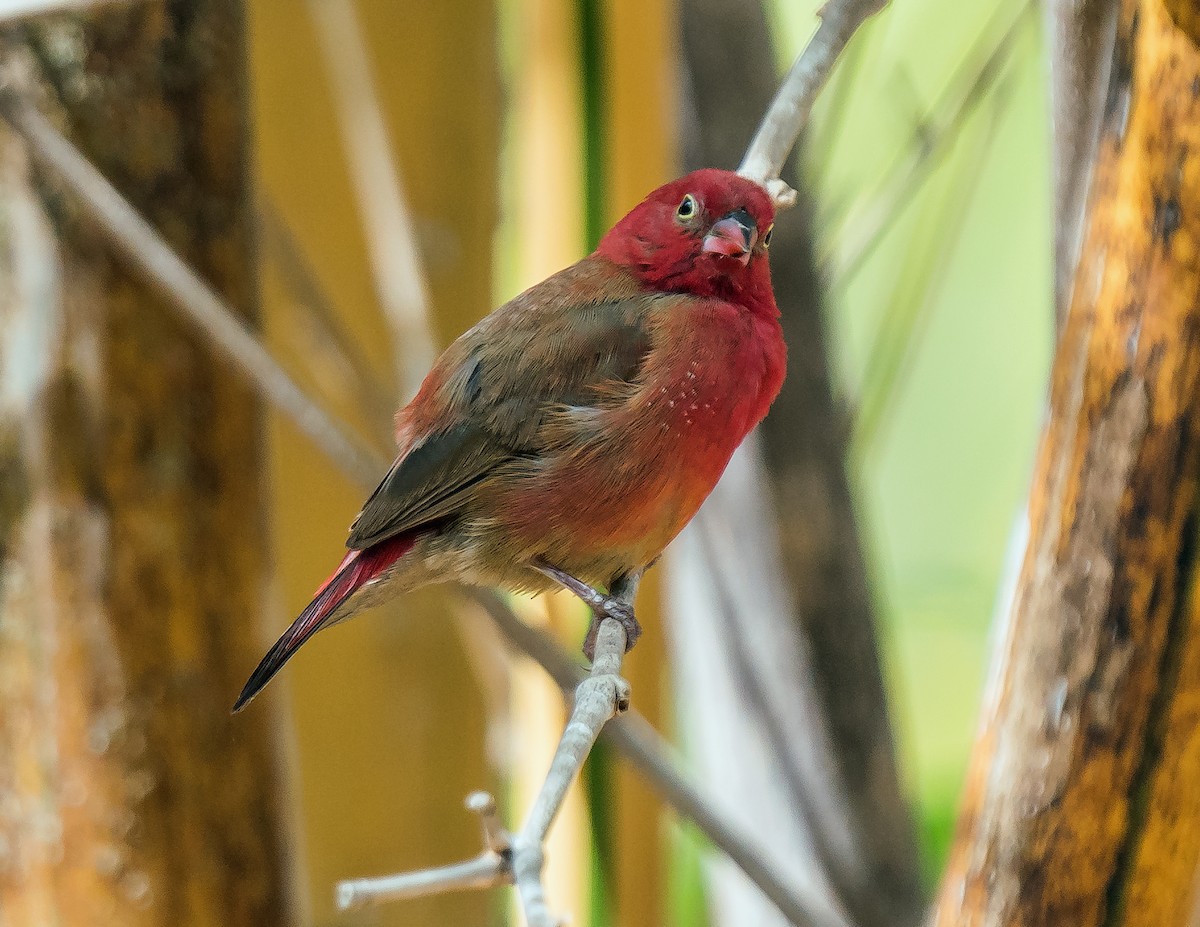 Red-billed Firefinch - ML620977318