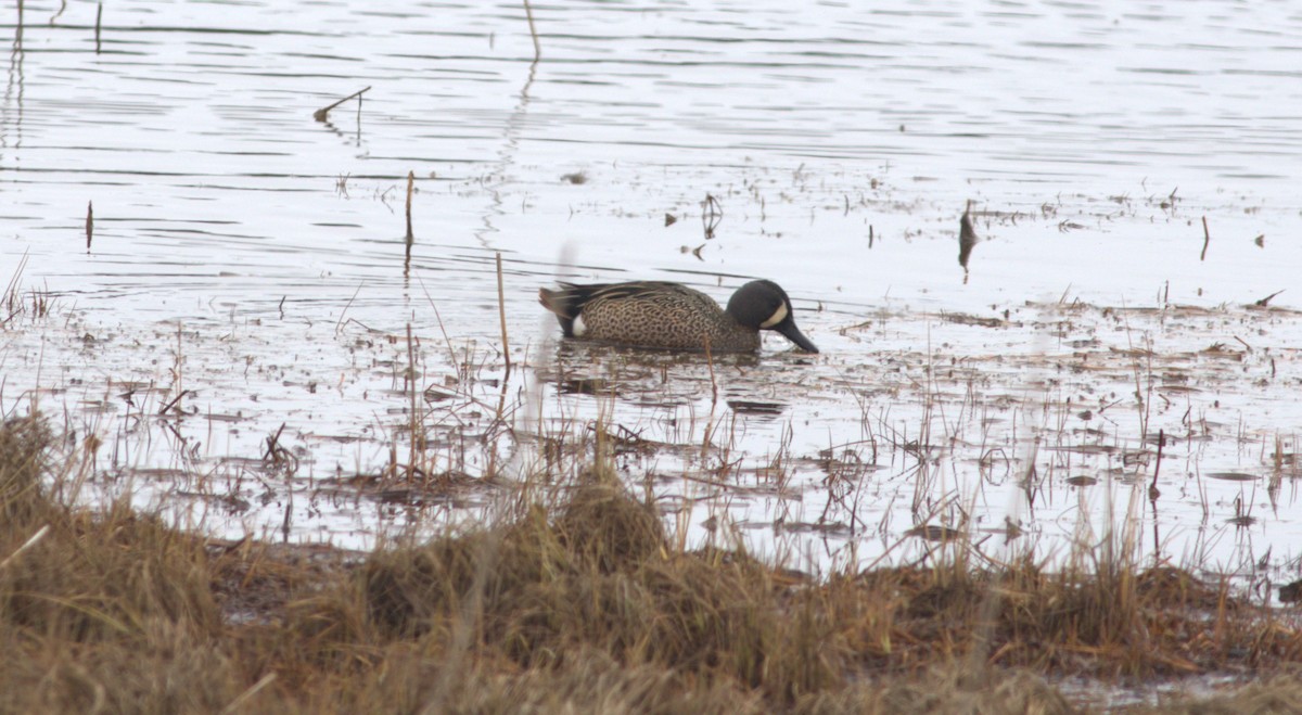 Blue-winged Teal - ML620977320