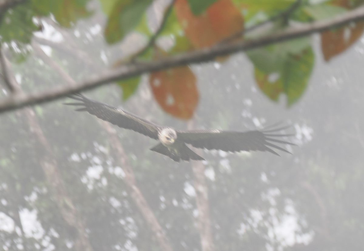 Pygmy Eagle - ML620977321