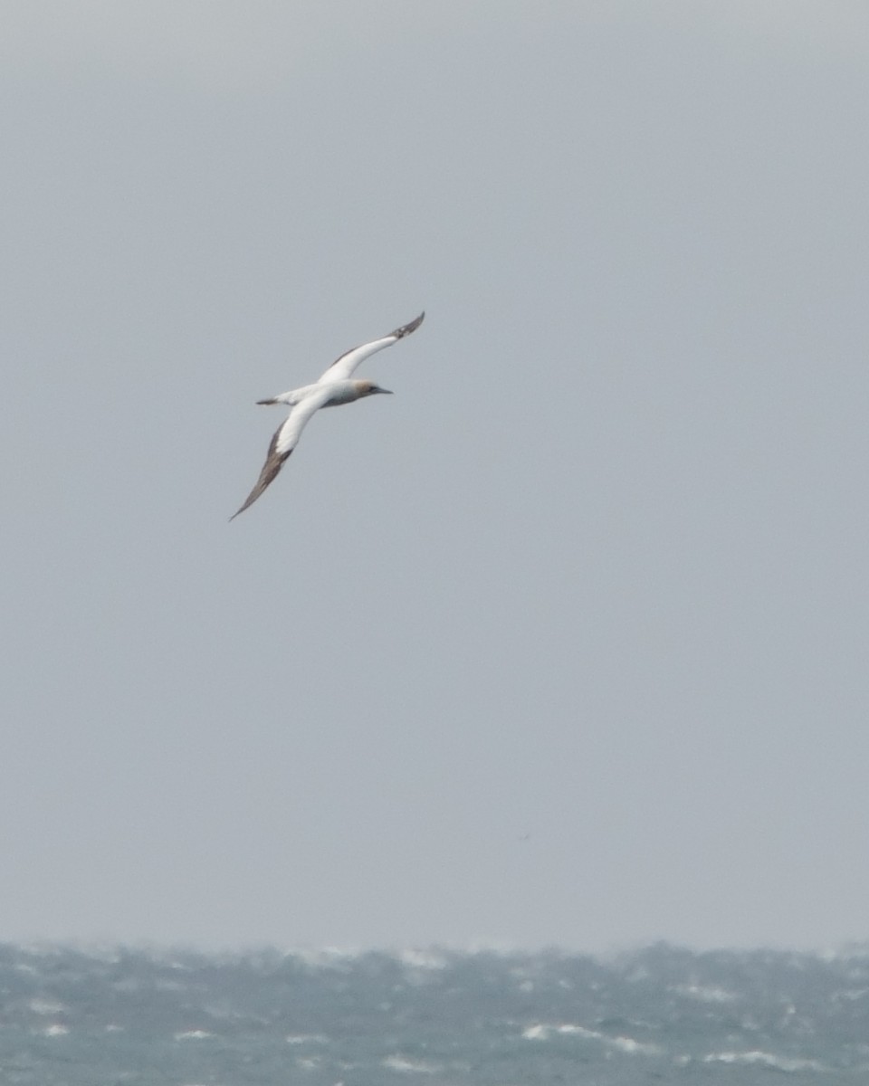 Australasian Gannet - Norm Clayton