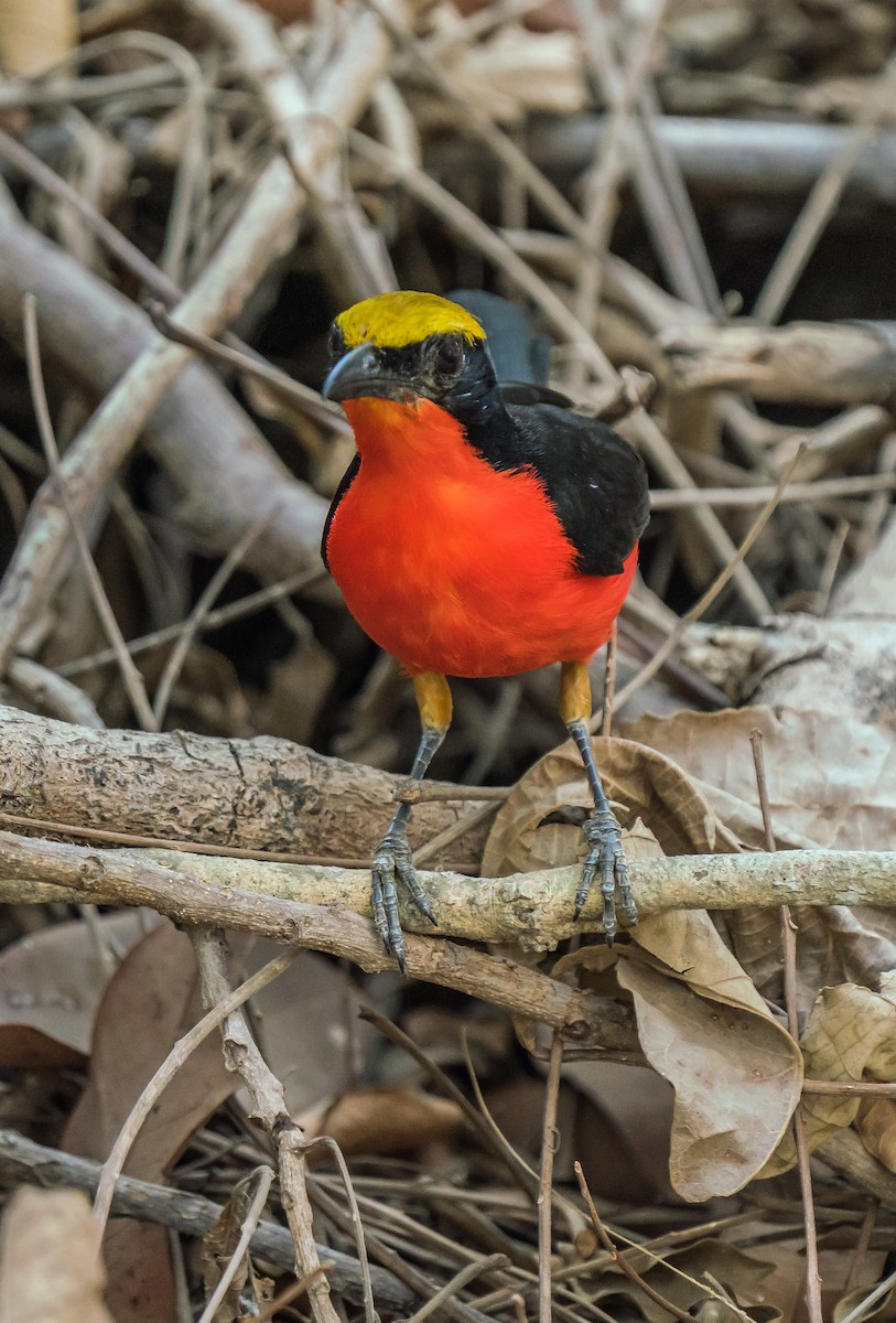 Bubú Coronigualdo - ML620977333