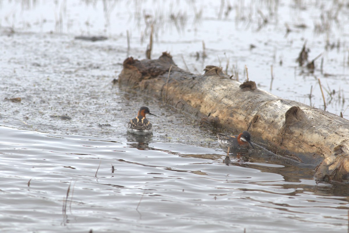 Red-necked Phalarope - ML620977340