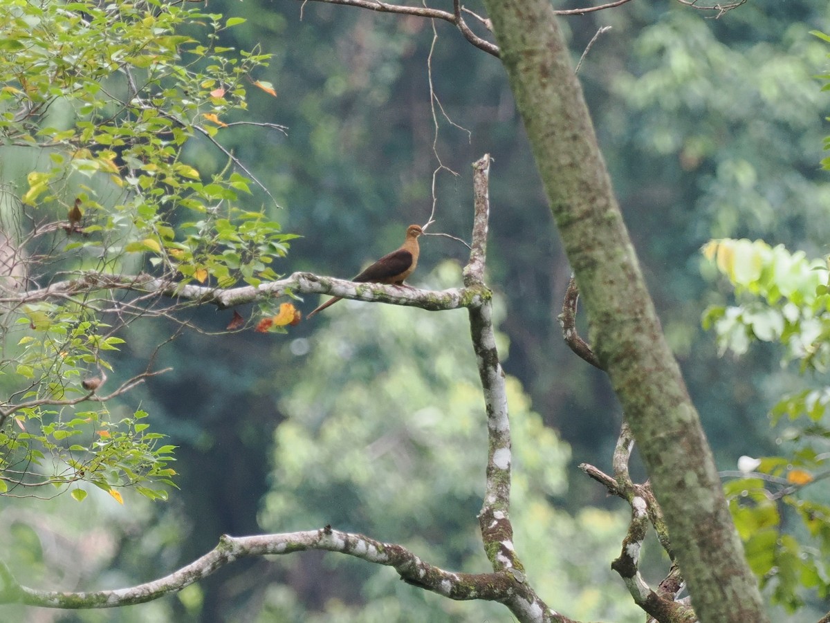 Amboyna Cuckoo-Dove - ML620977344