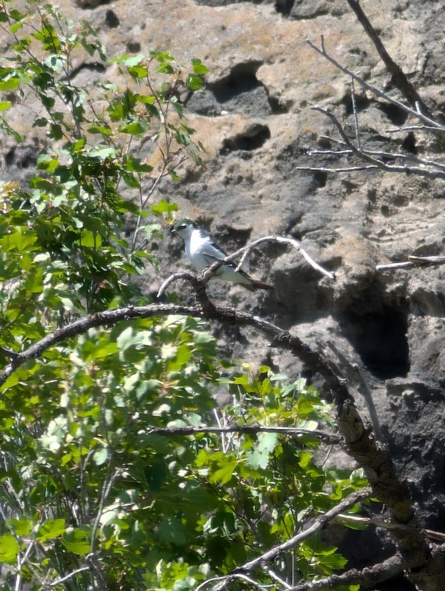 Golondrina Verdemar - ML620977348