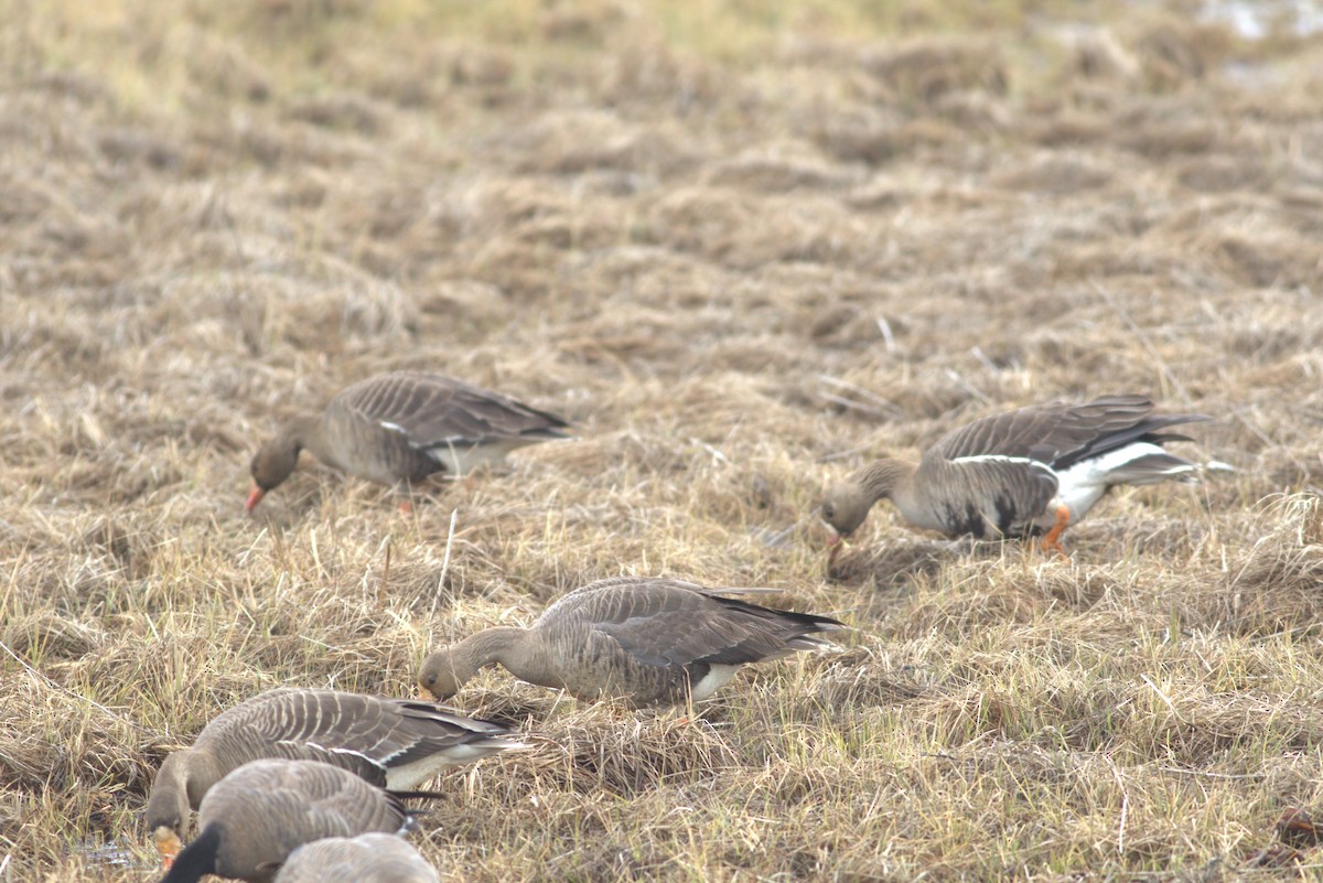 Greater White-fronted Goose - David Hanna