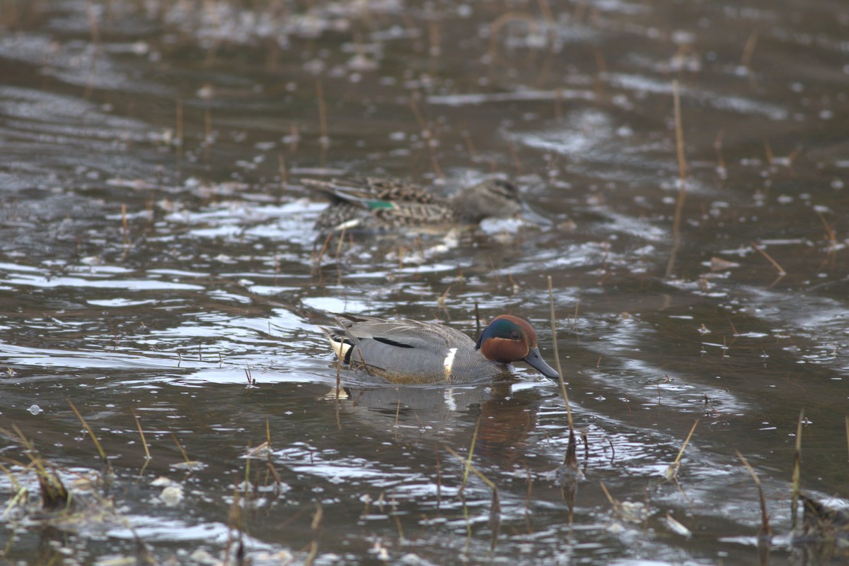 Green-winged Teal - ML620977354