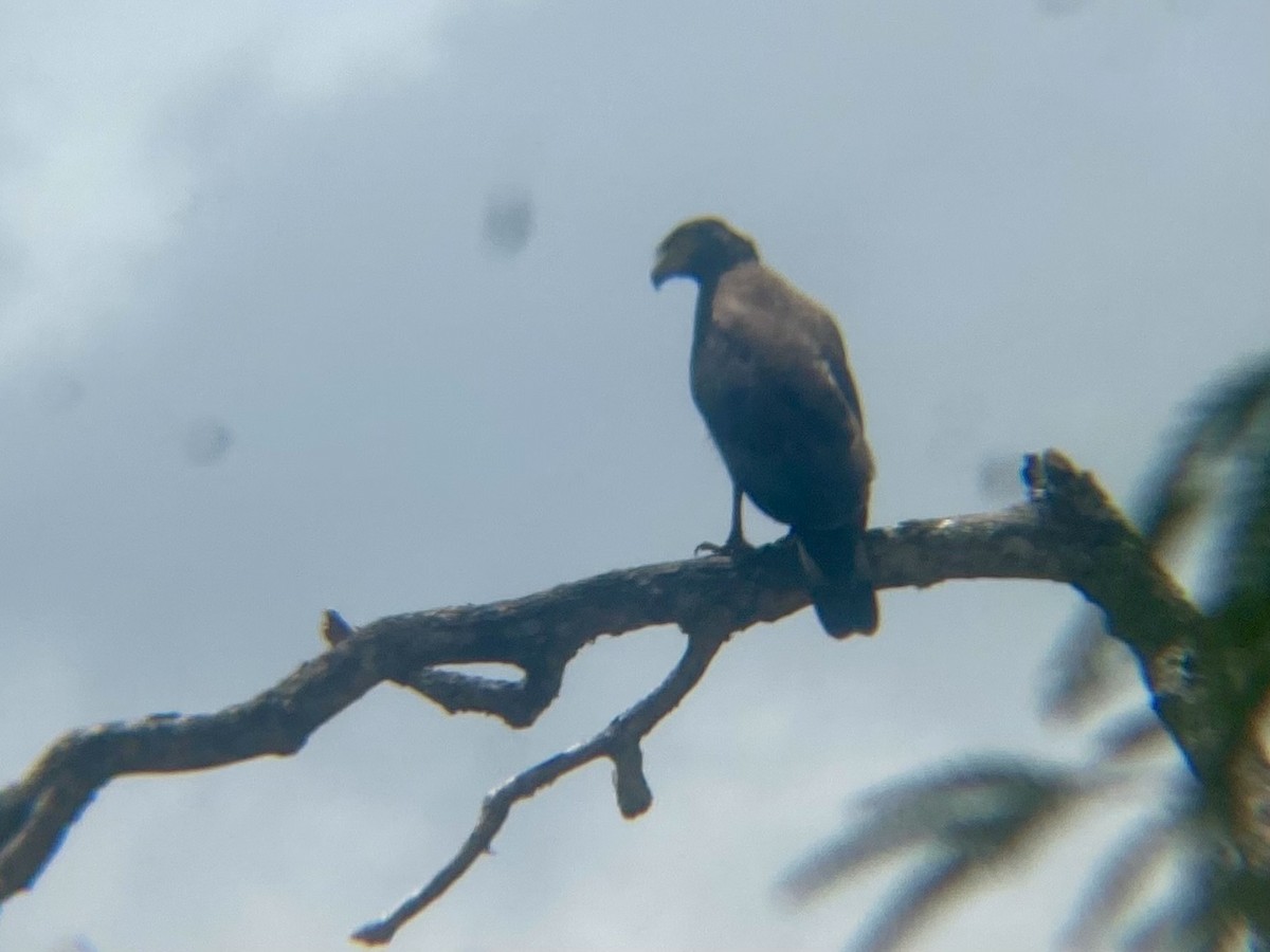 Crested Serpent-Eagle - ML620977360