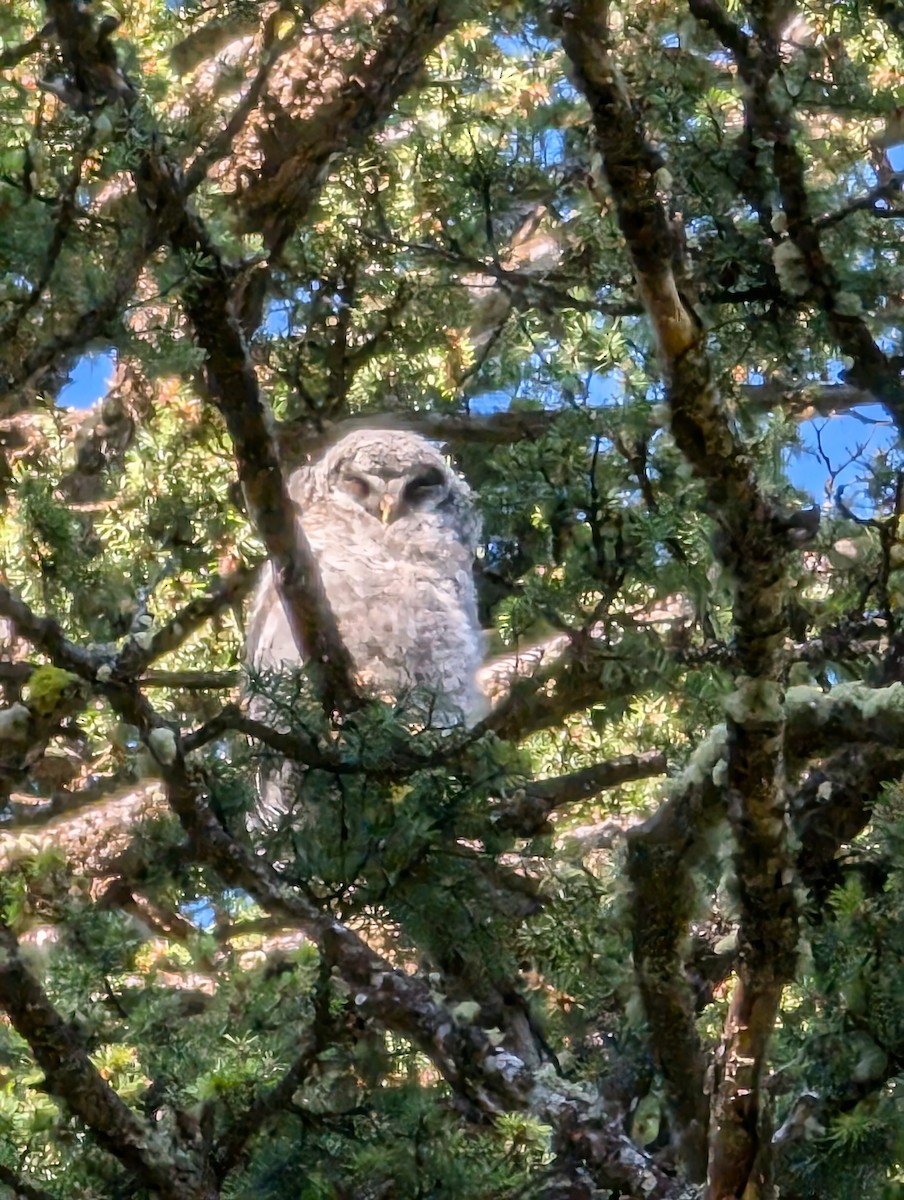 Great Gray Owl - ML620977365
