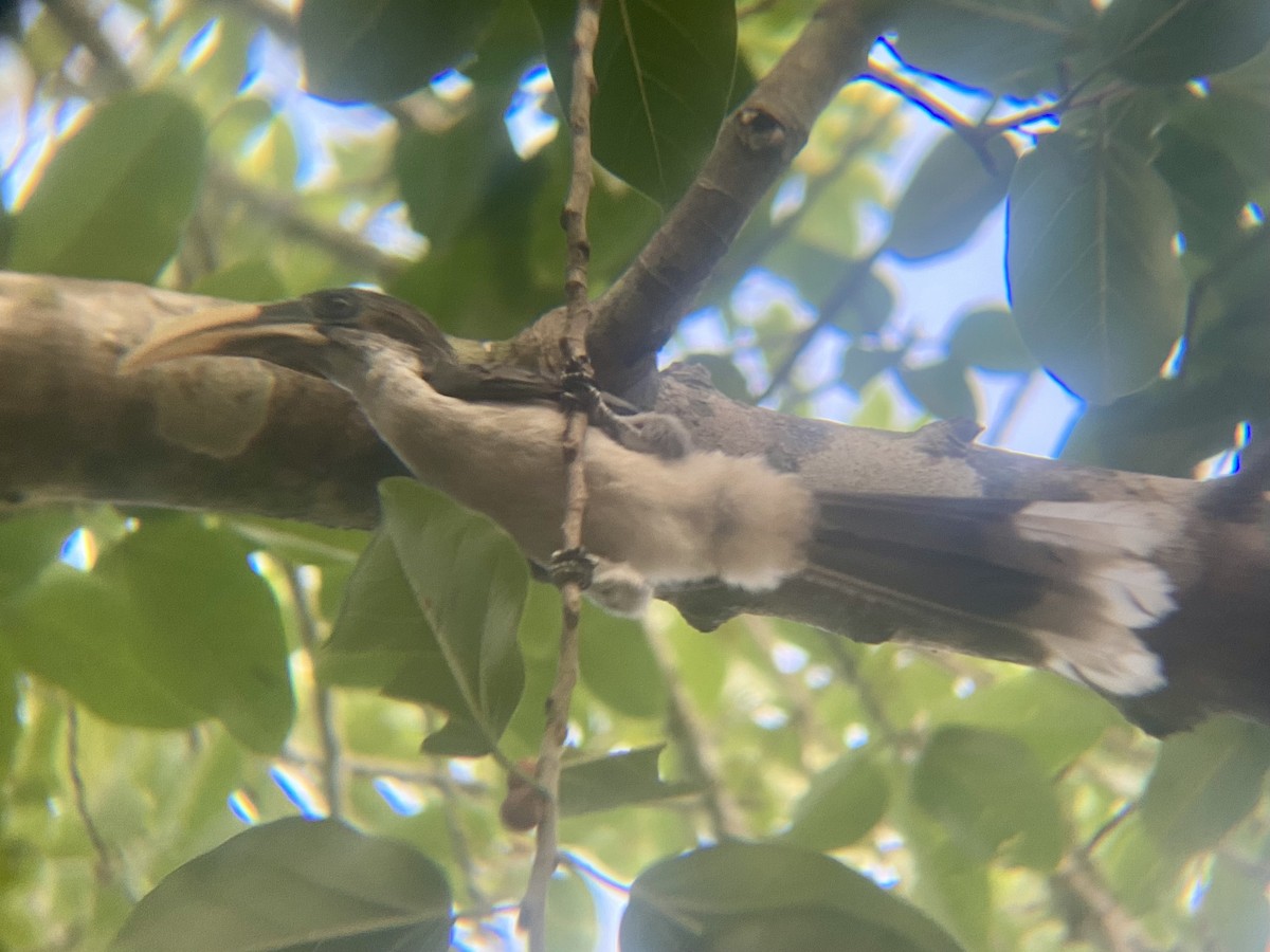 Sri Lanka Gray Hornbill - Rory Wills