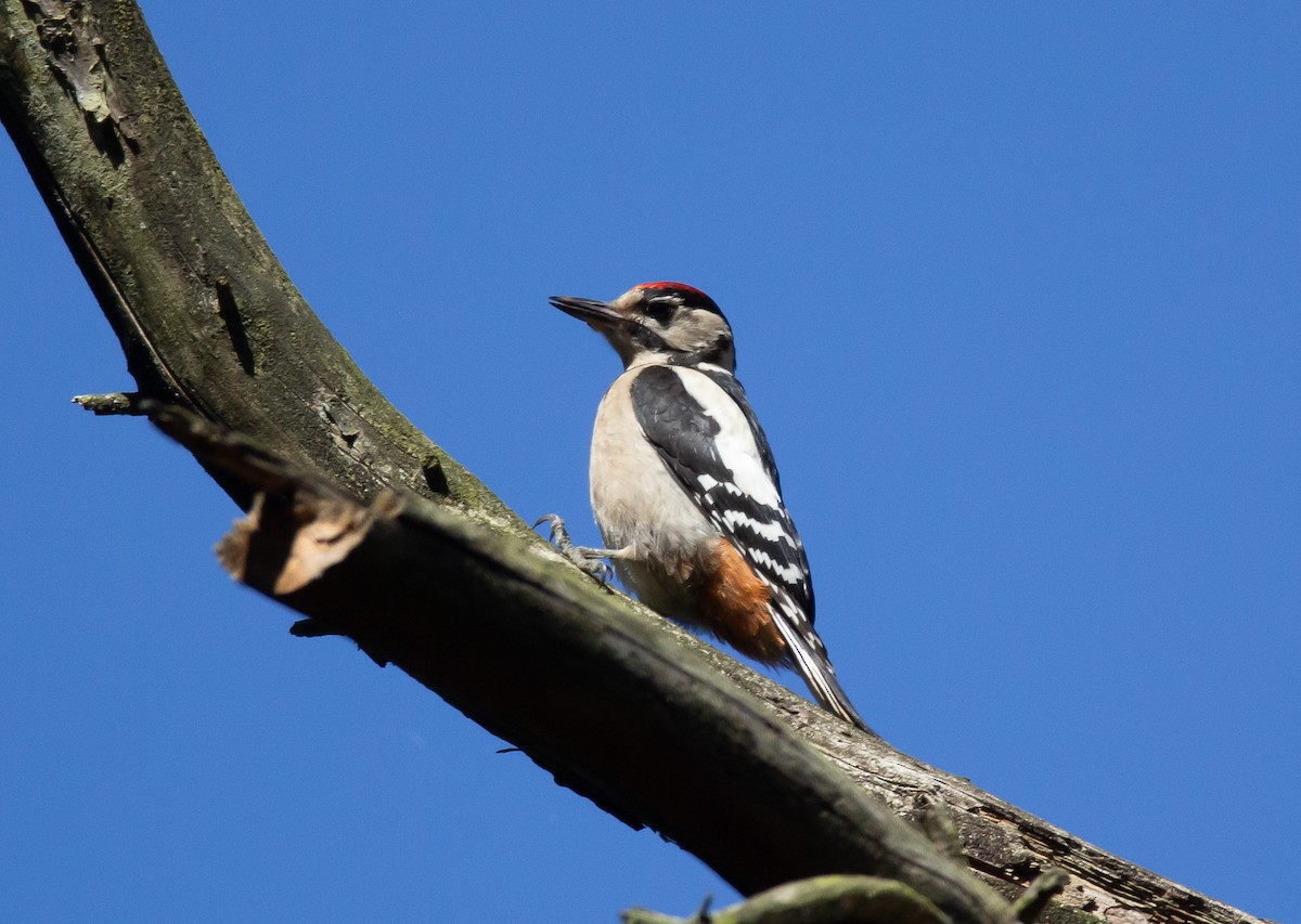 Great Spotted Woodpecker - ML620977373