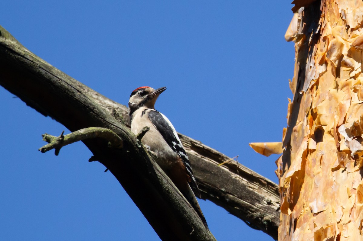 Great Spotted Woodpecker - ML620977374