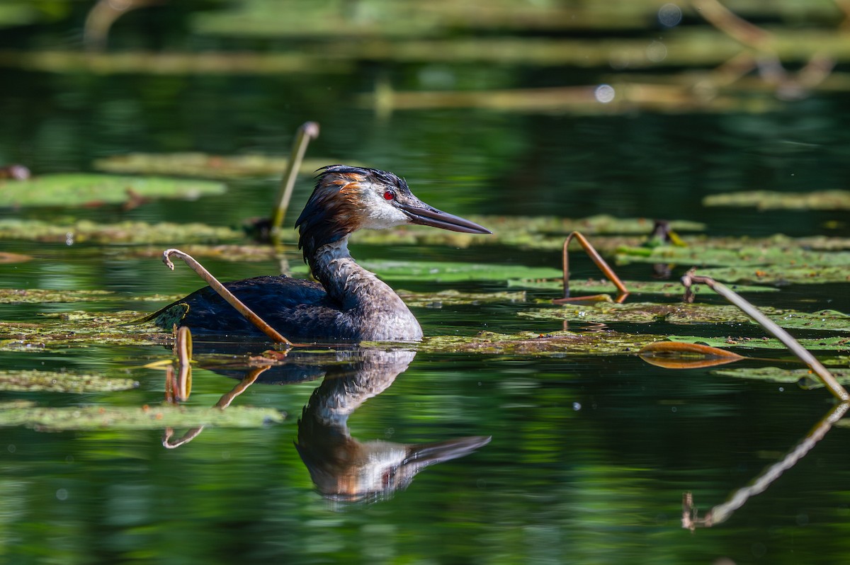 Great Crested Grebe - ML620977406