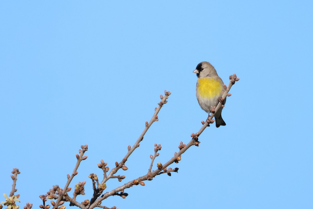 Lawrence's Goldfinch - ML620977425