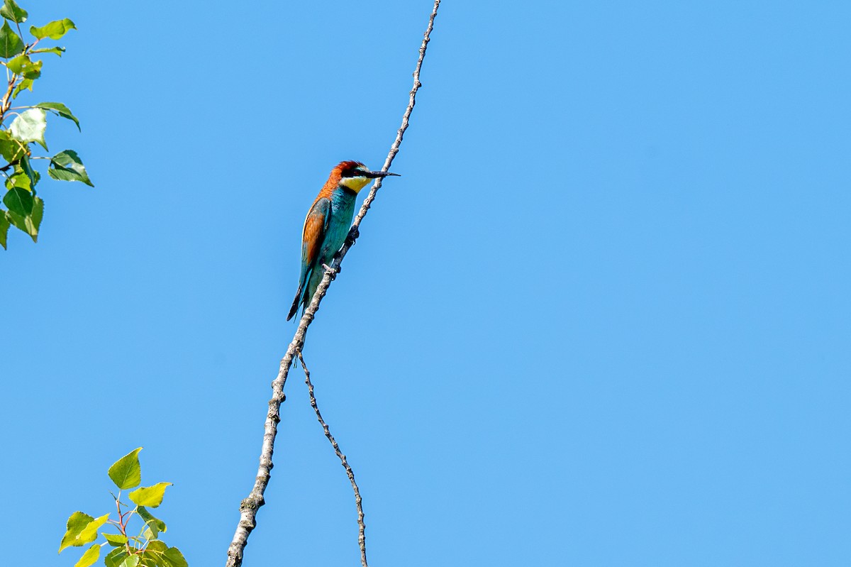 European Bee-eater - ML620977428