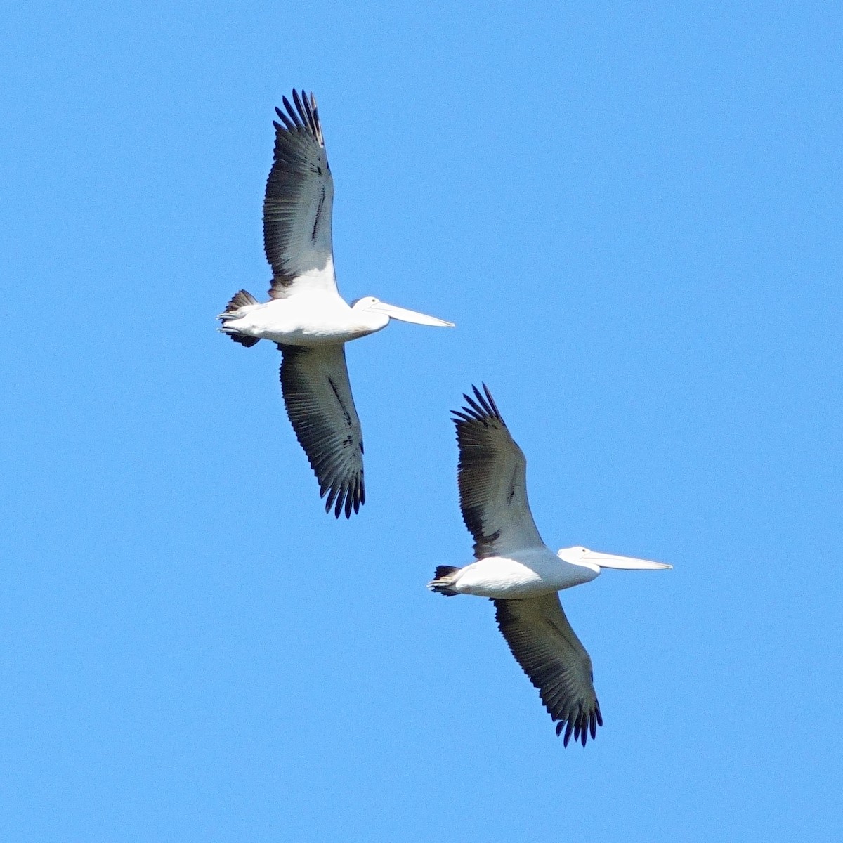 Australian Pelican - ML620977436