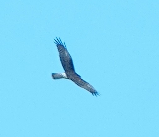 Swamp Harrier - ML620977439