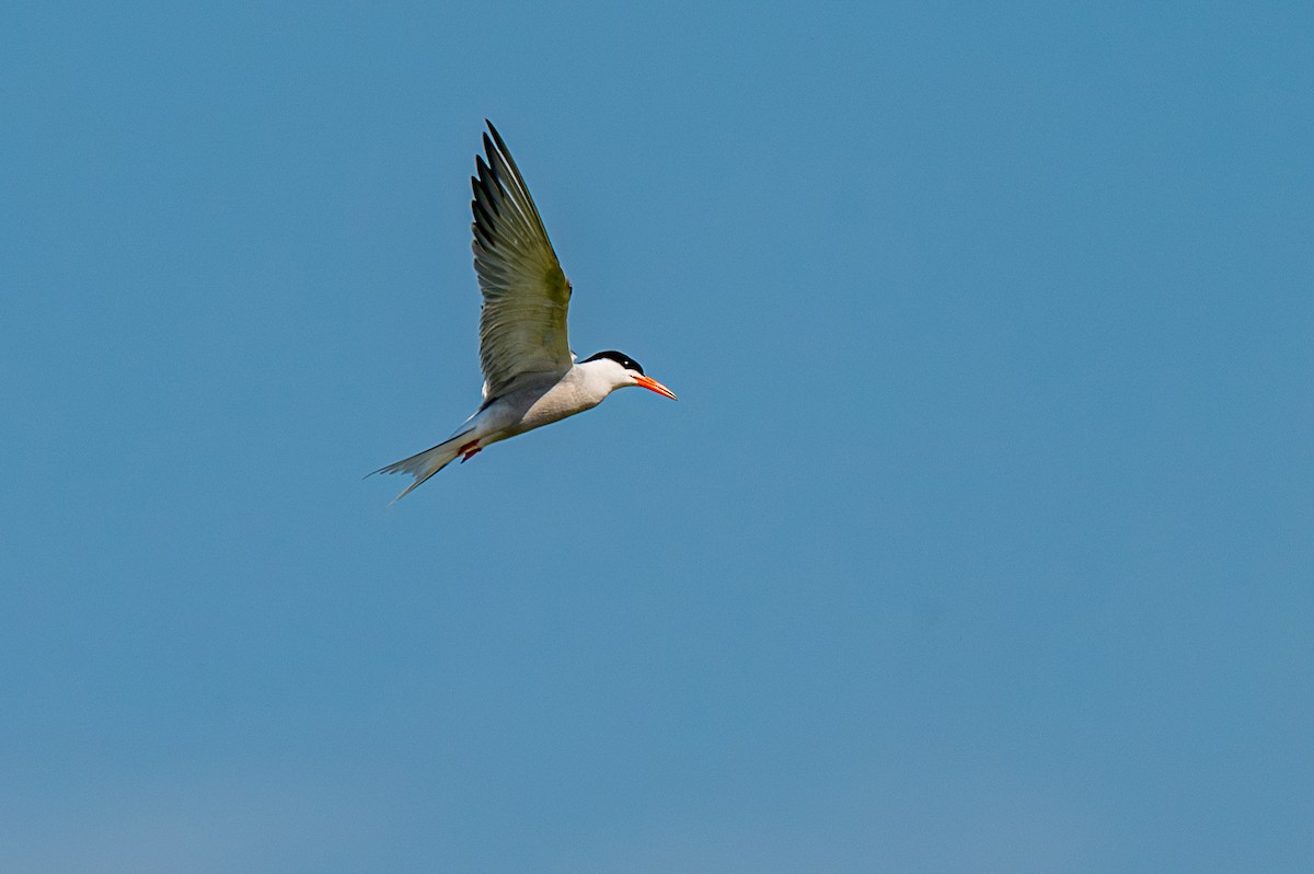 Common Tern - ML620977441