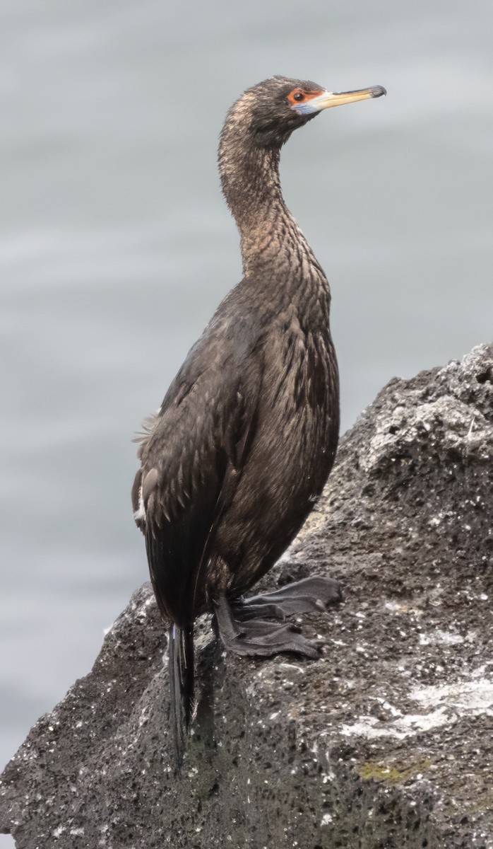 Red-faced Cormorant - ML620977448
