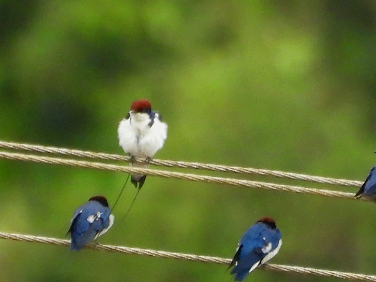 Wire-tailed Swallow - Suchitra S
