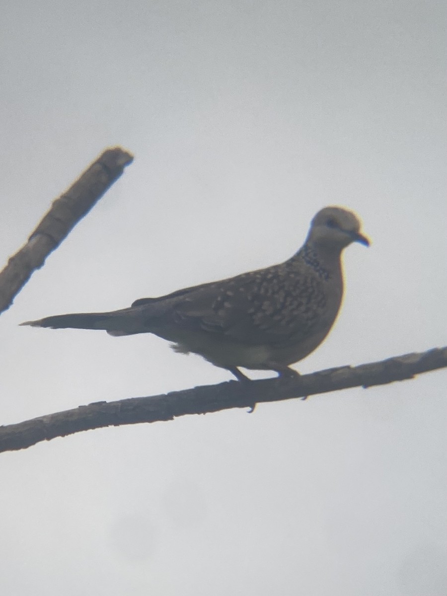 Spotted Dove - ML620977455