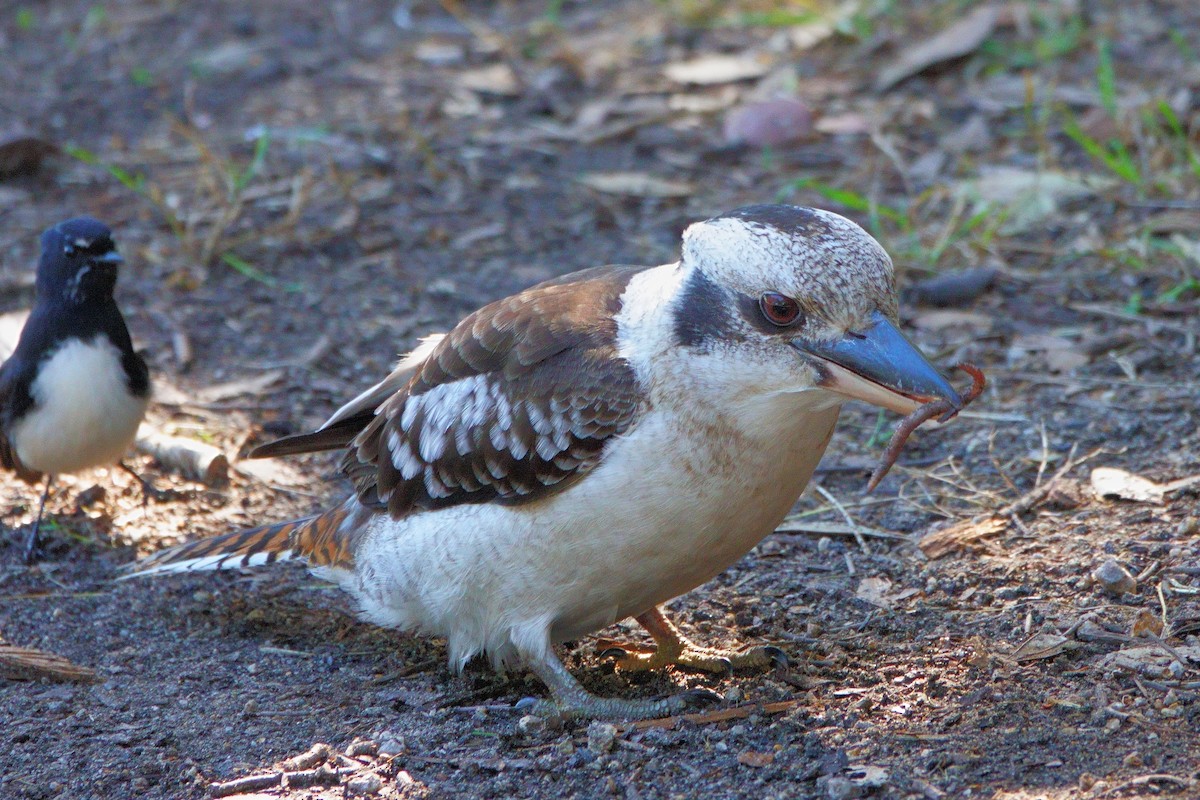 Laughing Kookaburra - ML620977457