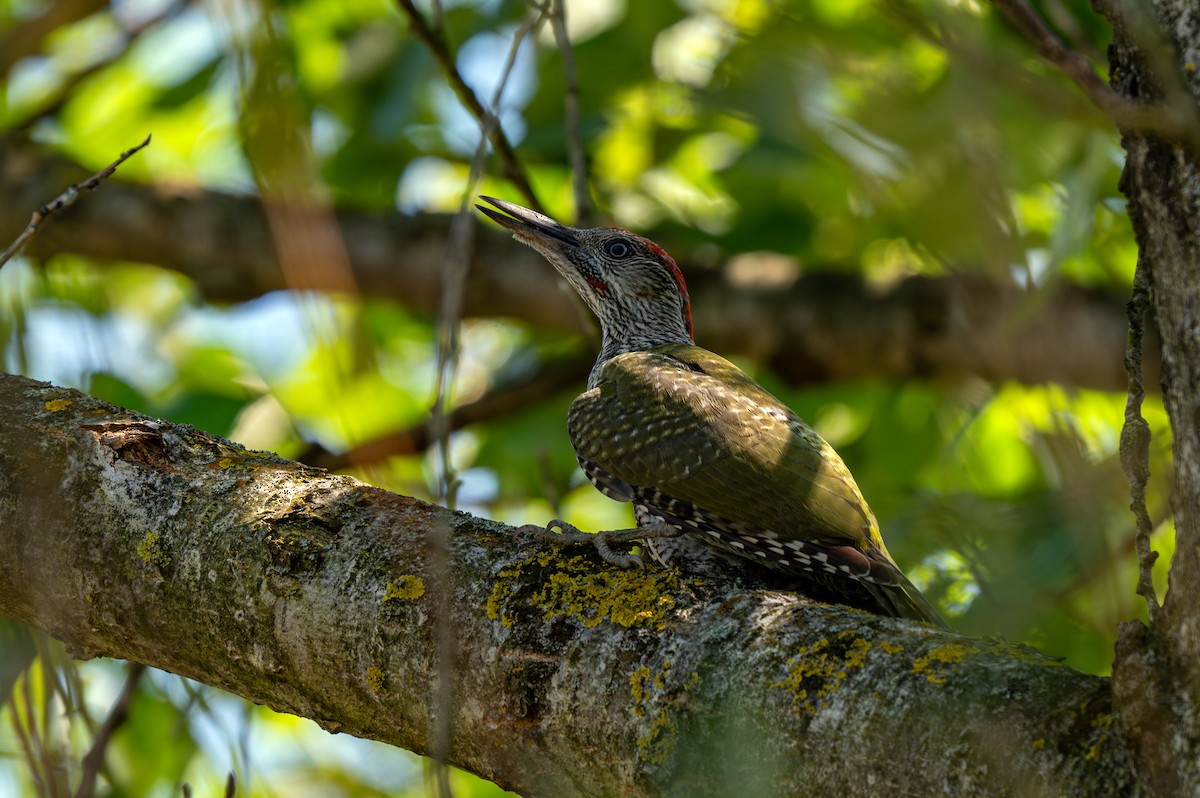 Eurasian Green Woodpecker - ML620977463
