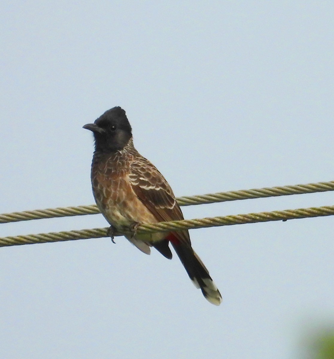 Red-vented Bulbul - ML620977464