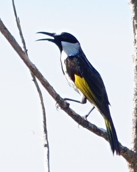 White-cheeked Honeyeater - ML620977466