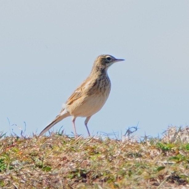 Australian Pipit - ML620977475