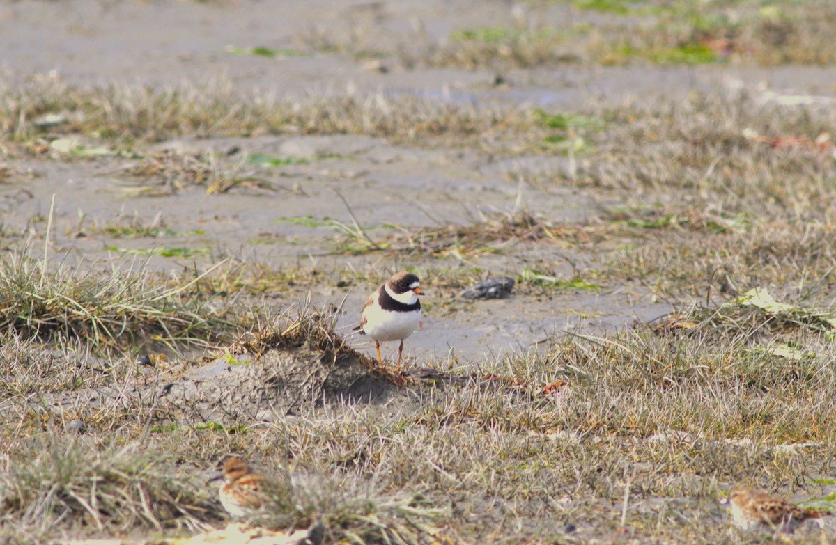 Semipalmated Plover - ML620977486