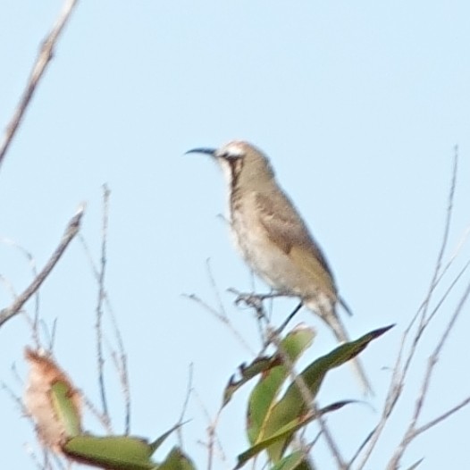 Tawny-crowned Honeyeater - ML620977487