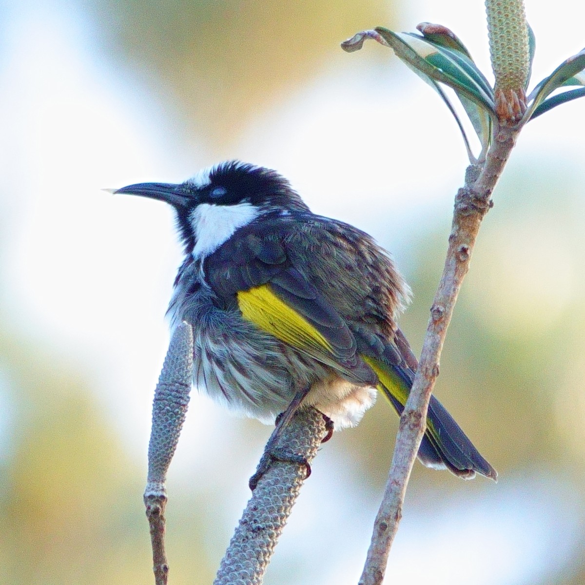 White-cheeked Honeyeater - Norm Clayton